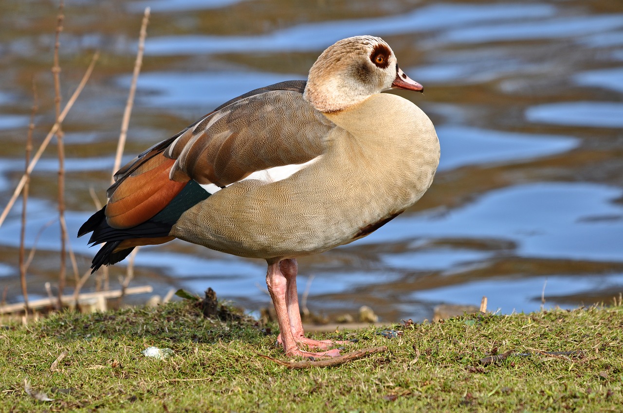 egyptian goose bird waterbird free photo