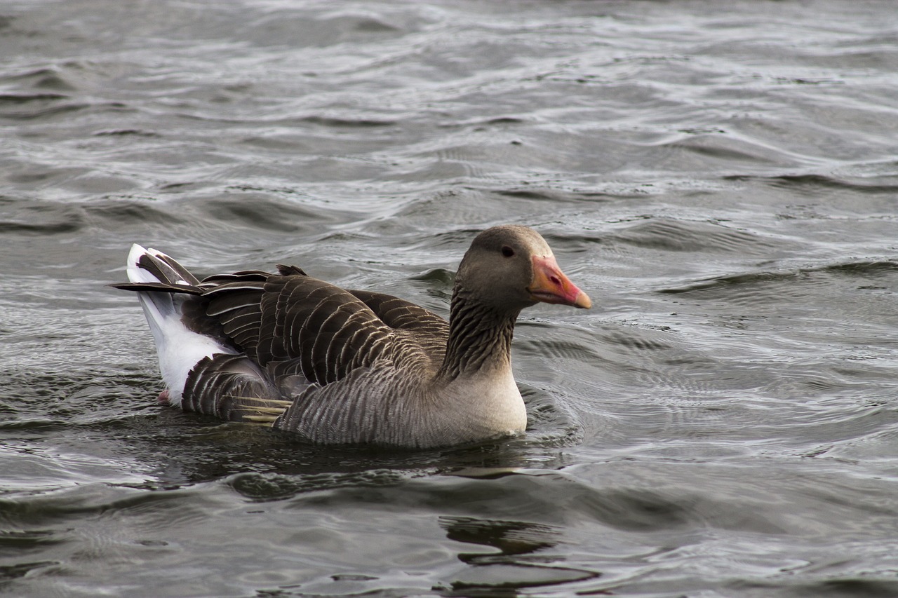 egyptian goose  goose  geese free photo