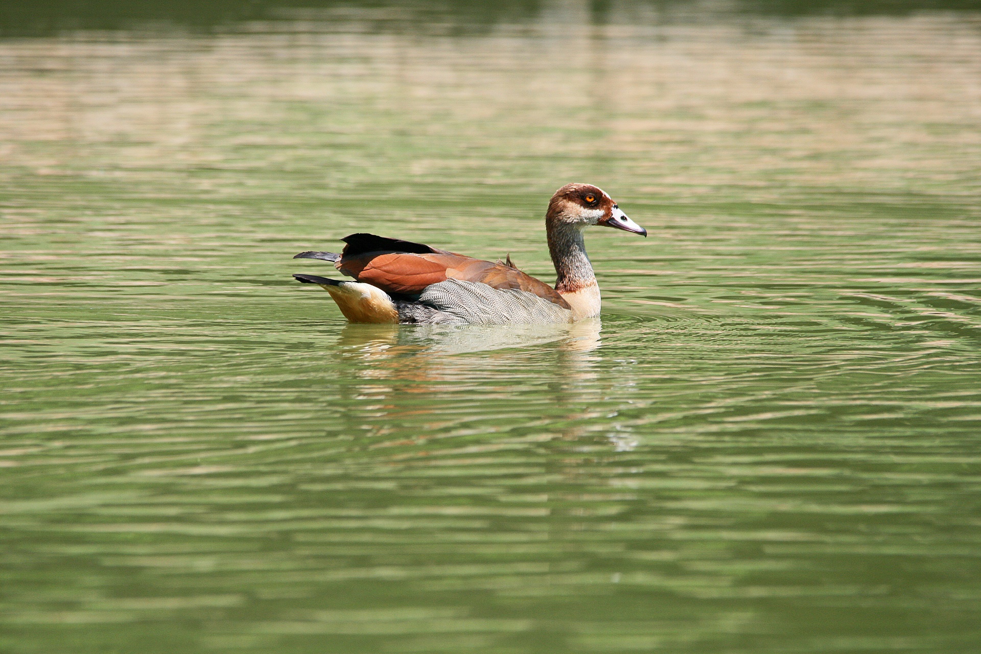 pond water egyptian goose free photo