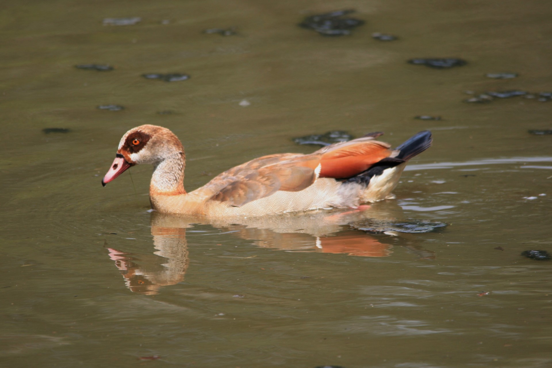 goose egyptian swimming free photo