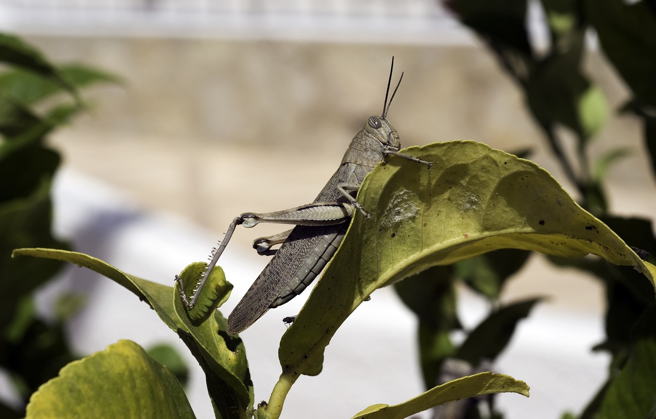 egyptian grasshopper grasshopper anacridium free photo
