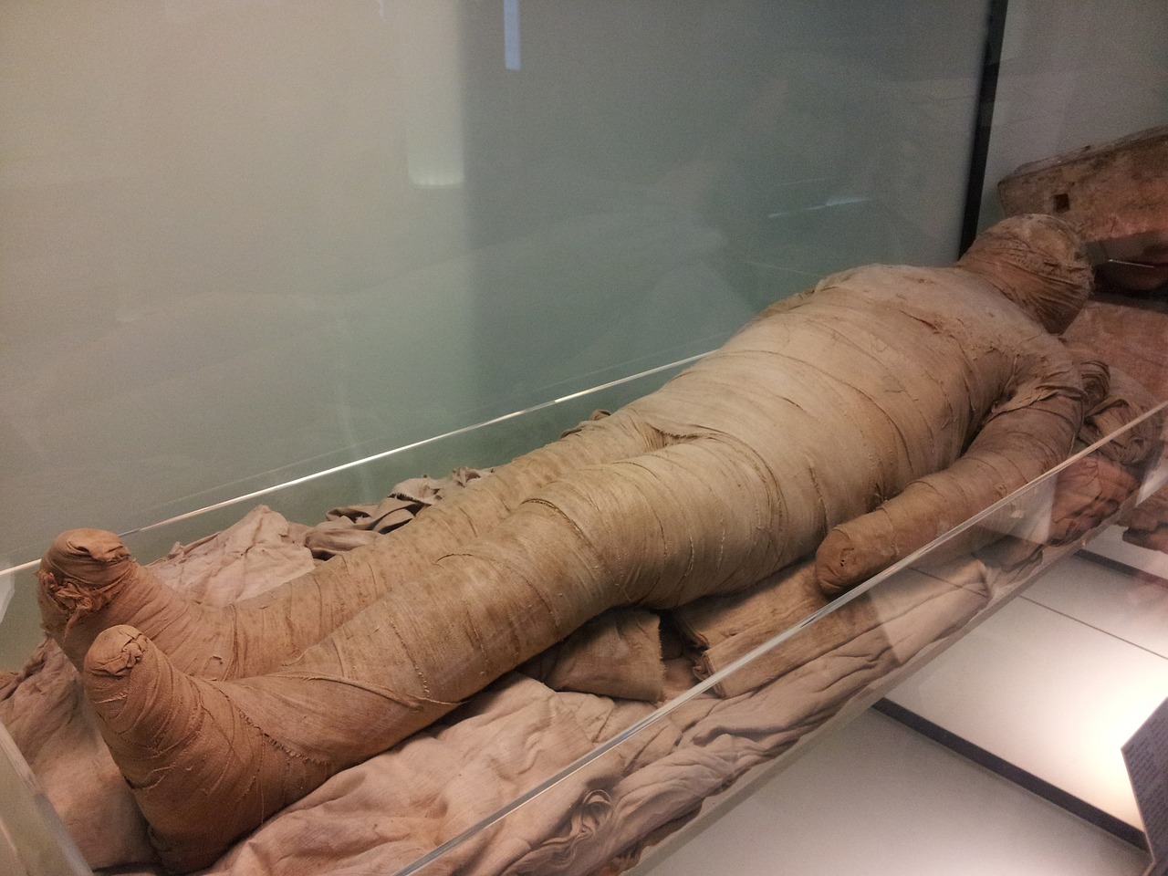 egyptian museum mummy antiquity free photo