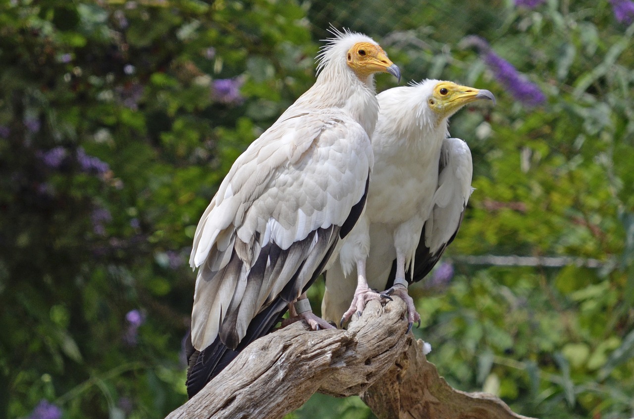 egyptian vulture pair raptors free photo