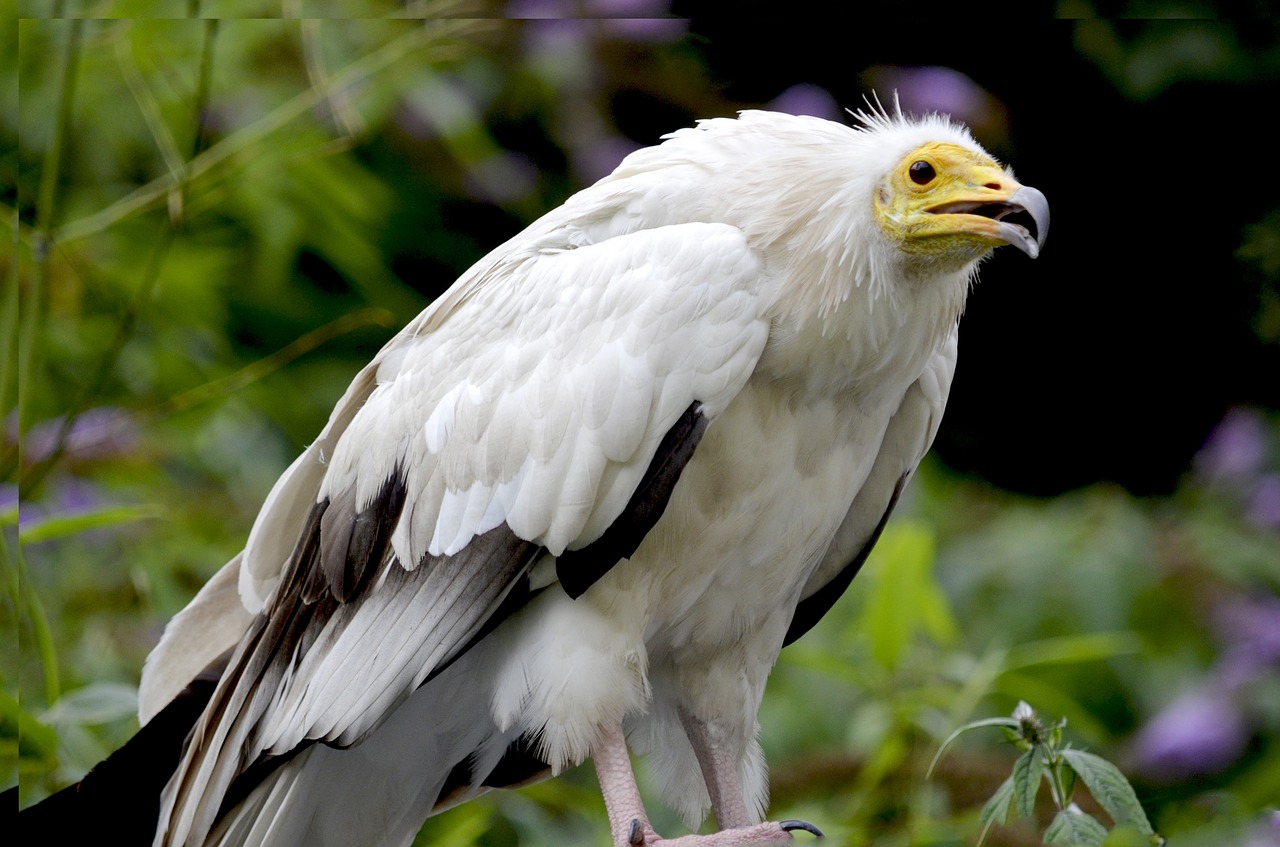 egyptian vulture hawk-like raptor free photo