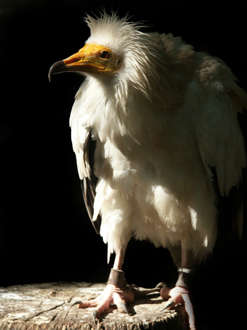 egyptian vulture  raptor  bird free photo