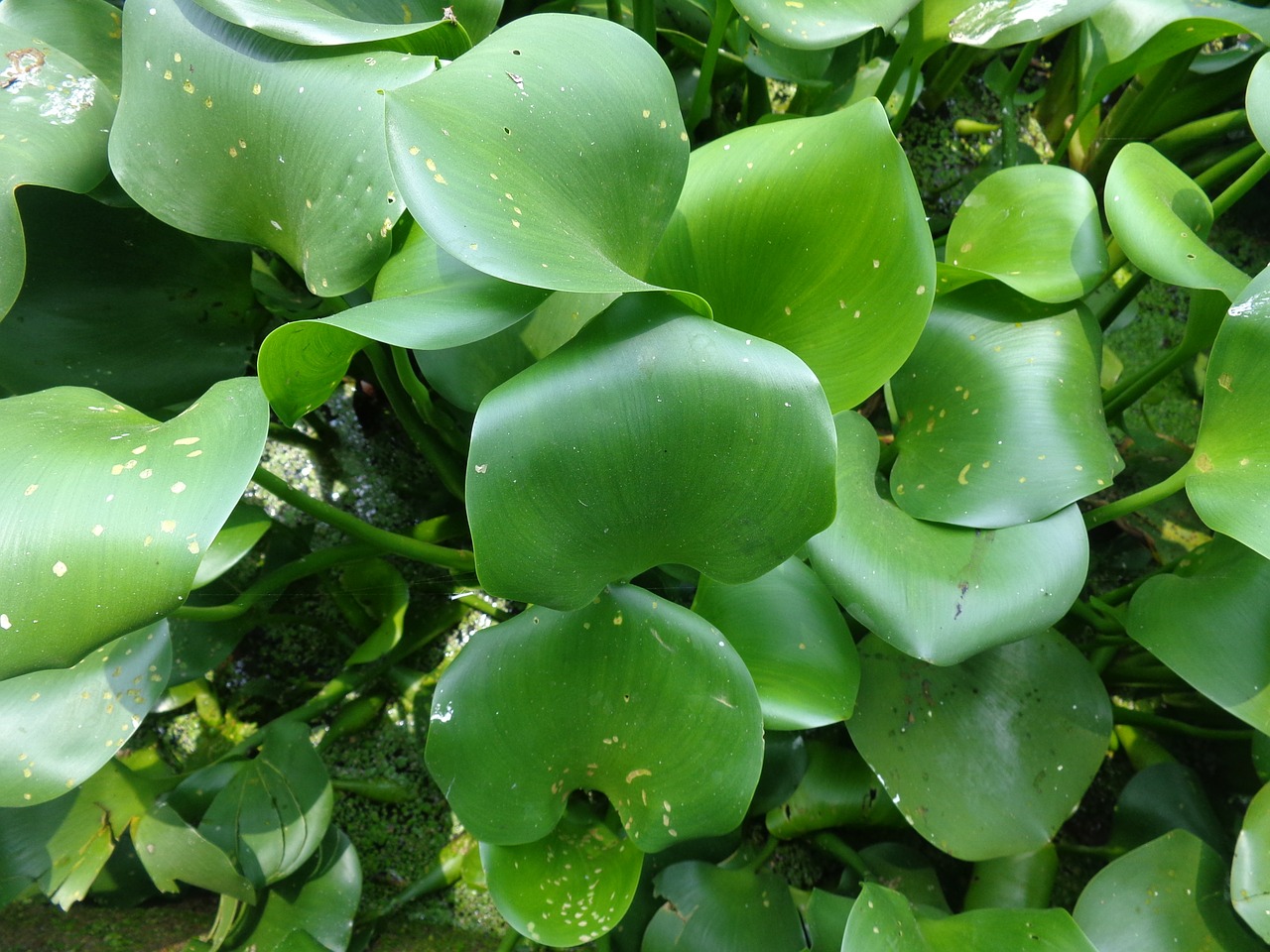 eichhornia green leaf free photo