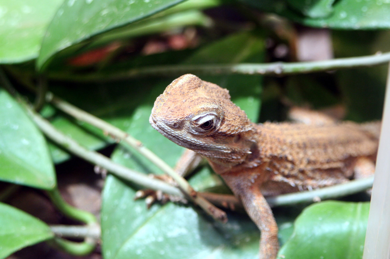 lizard terrarium reptile free photo