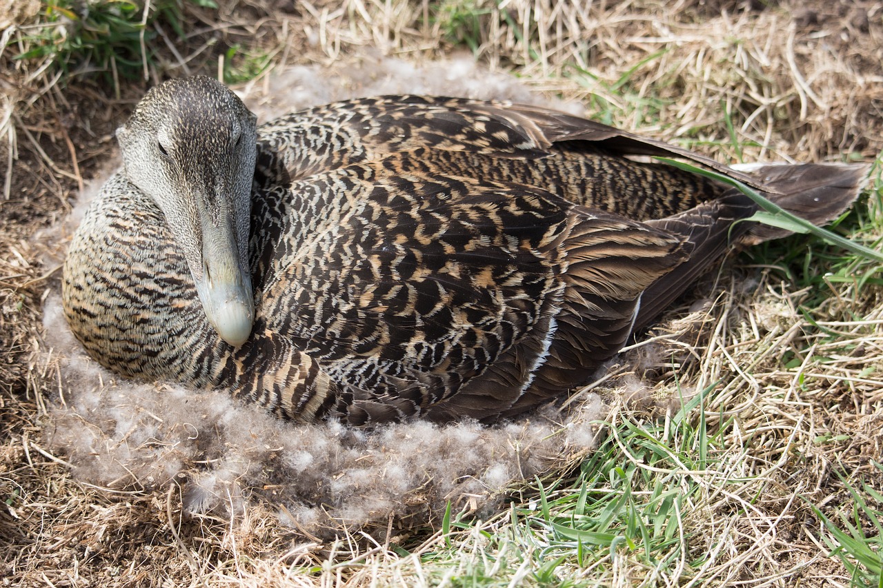 eider duck nest nesting free photo