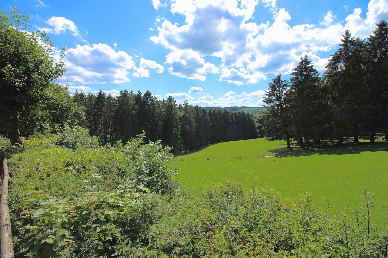 eifel sky forest free photo