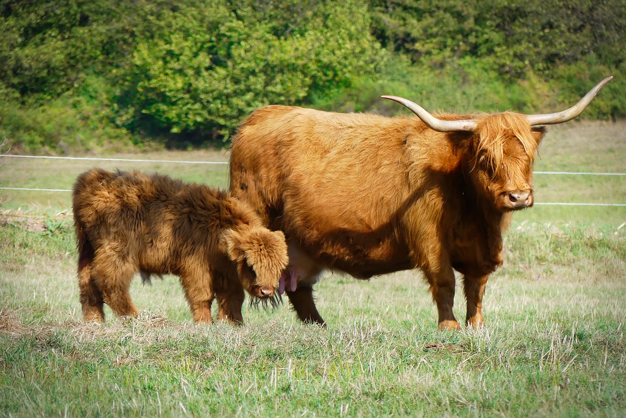 eifel  beef  galloway free photo