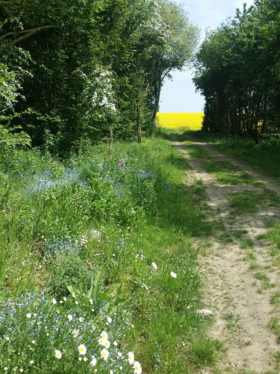 eifel hiking nature free photo