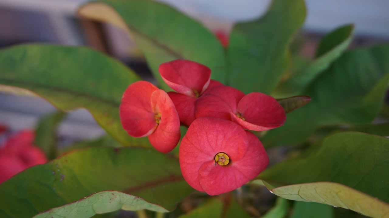 eight immortals flowers red free photo