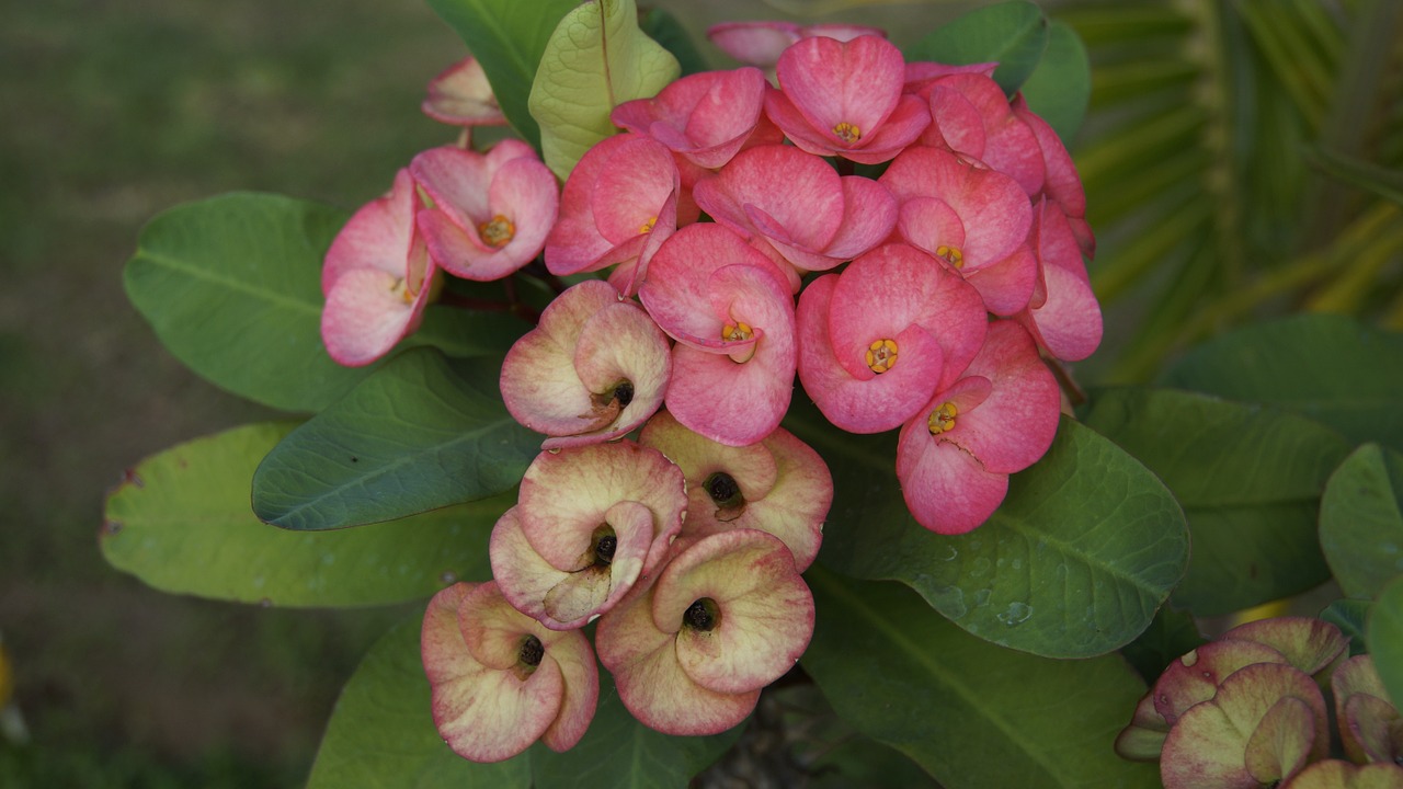 eight immortals flowers red free photo