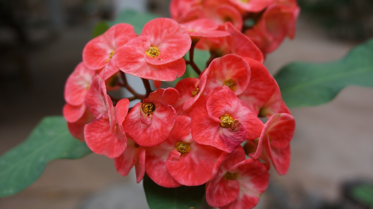 eight immortals flowers red free photo