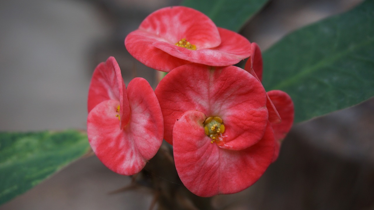 eight immortals flowers red free photo