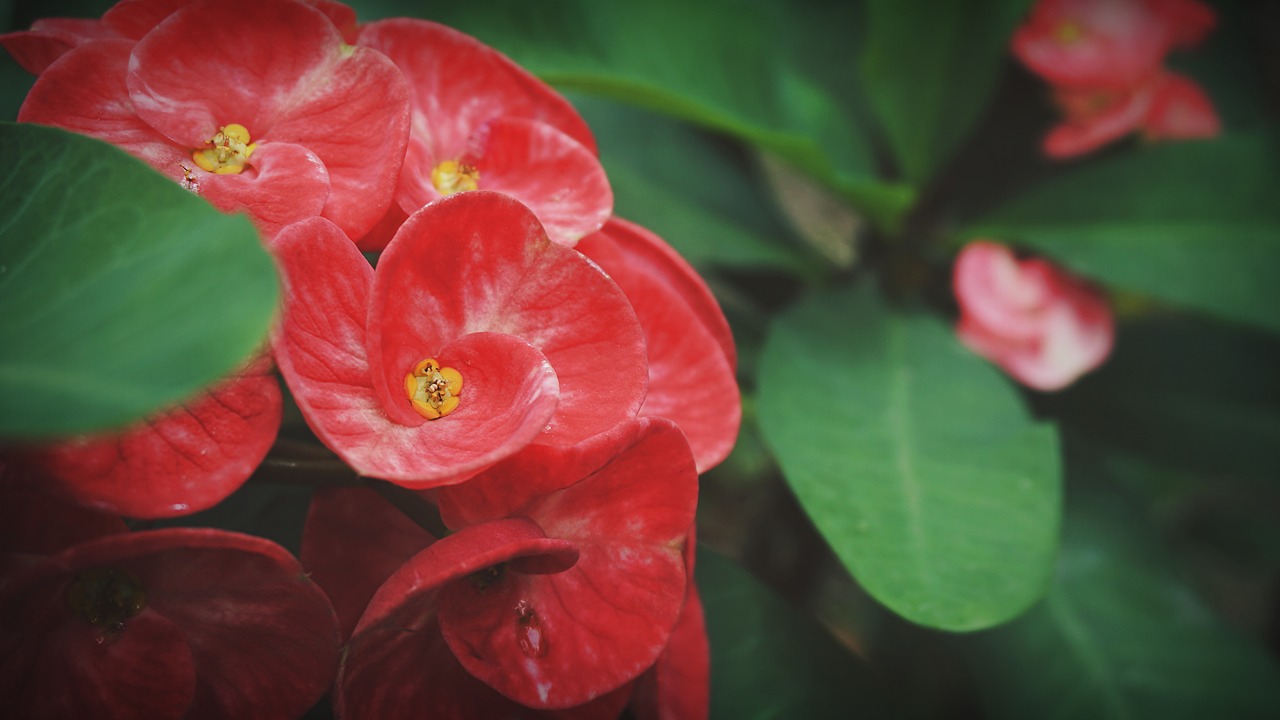 eight immortals  flowers  red free photo