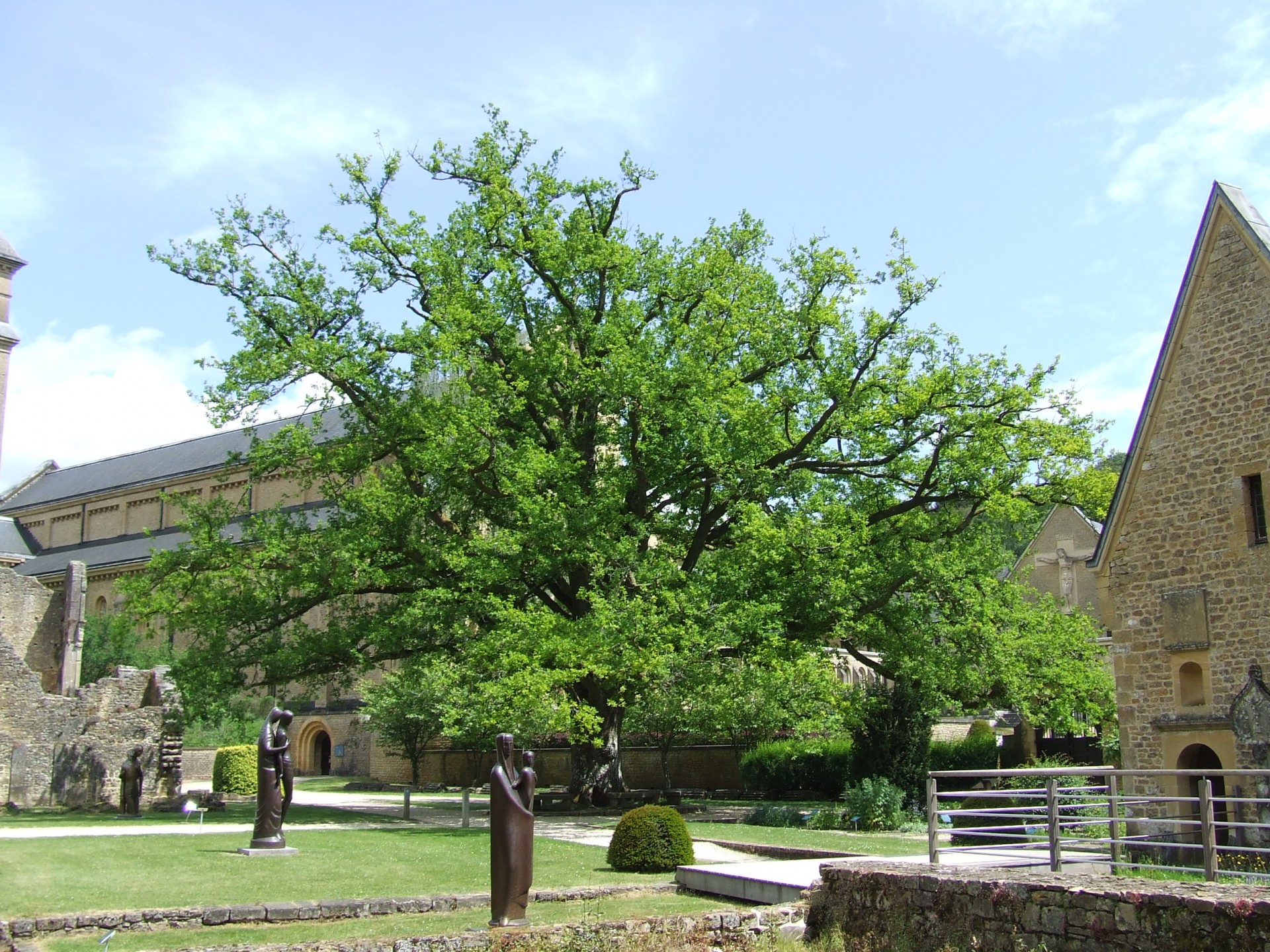 old tree oak free photo