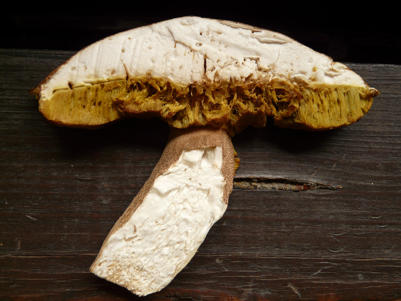 mushroom sliced sliced mushroom free photo