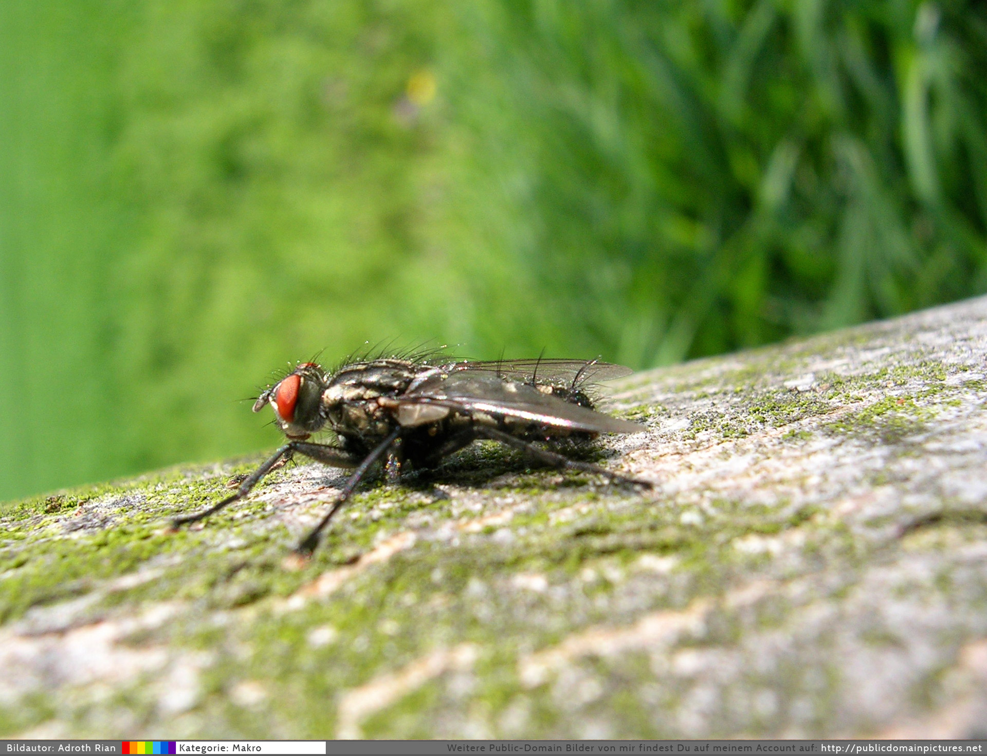 fly stone natural free photo