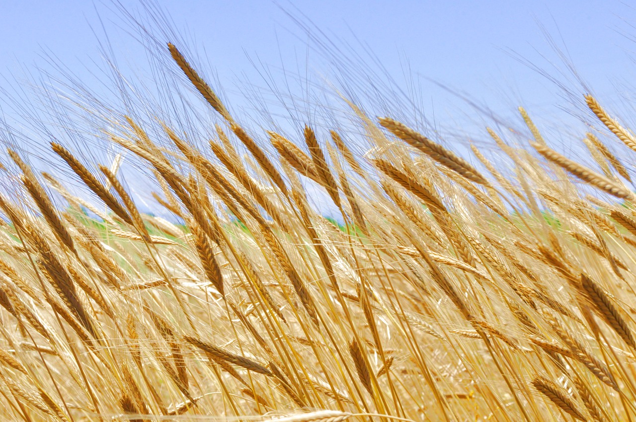 einkorn wheat cereals free photo