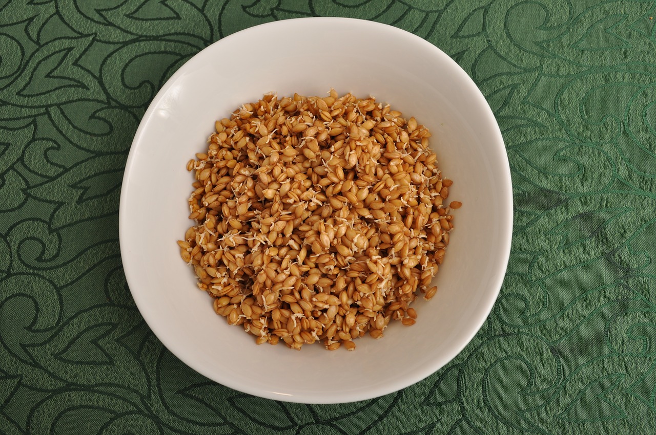 einkorn food wheat free photo