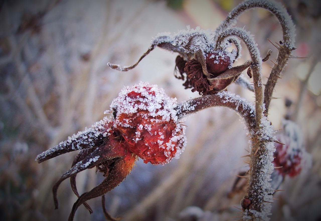 eiskristalle rose hip thorns free photo