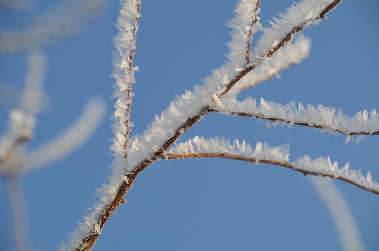 eiskristalle winter magic cold free photo