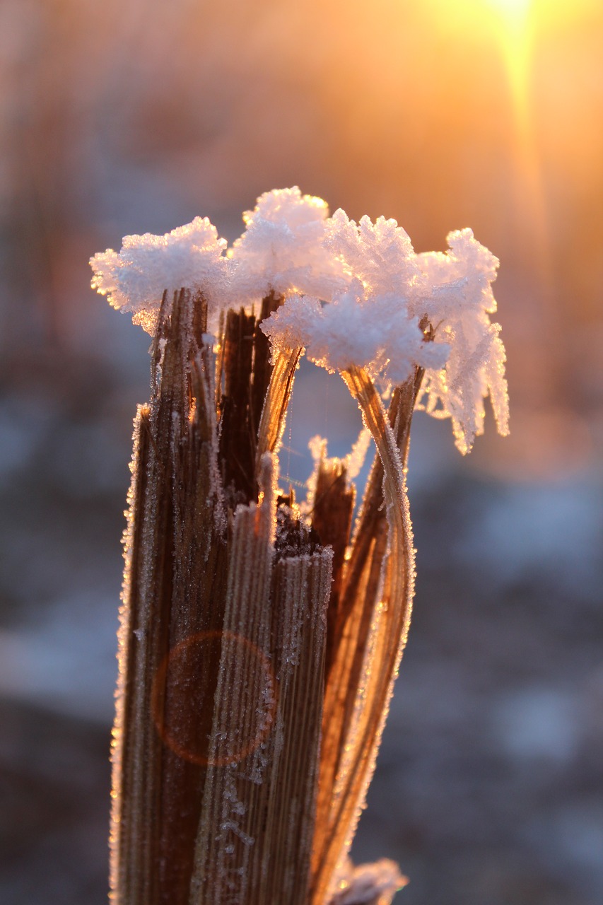 eiskristalle snow frost free photo