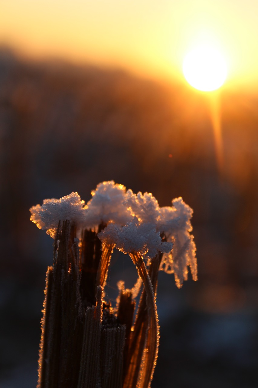 eiskristalle snow frost free photo