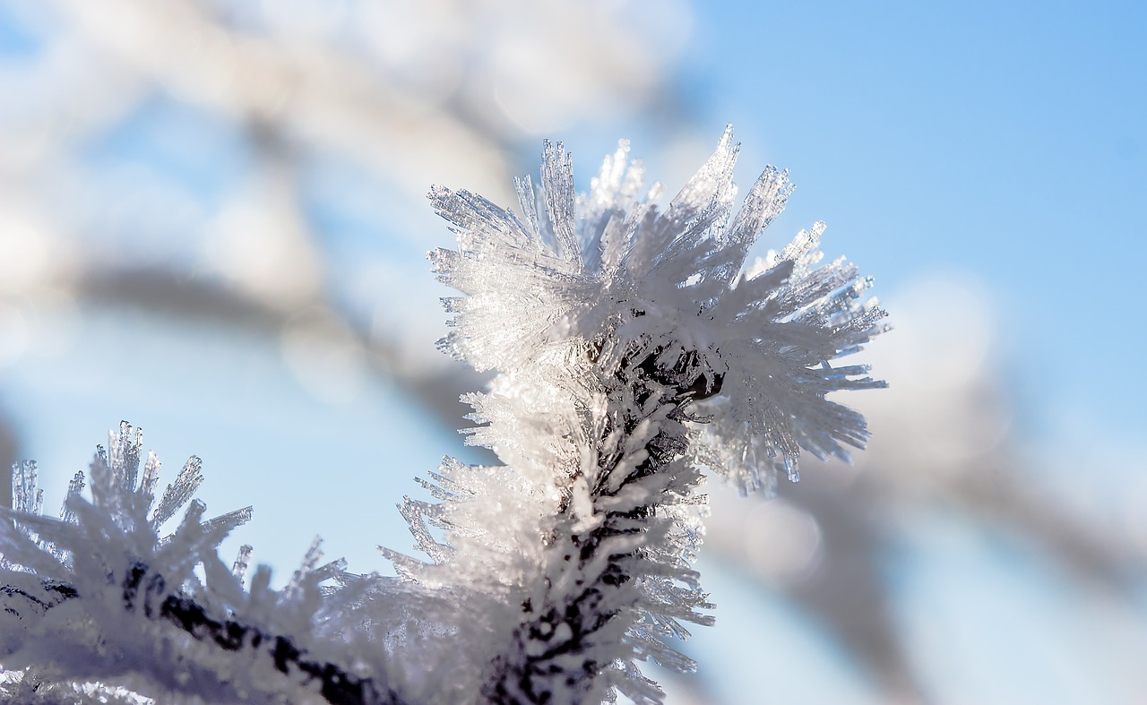 eiskristalle frost frozen free photo