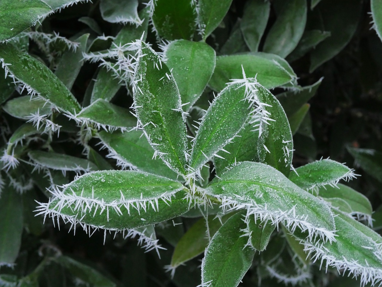 eiskristalle cold cherry laurel free photo