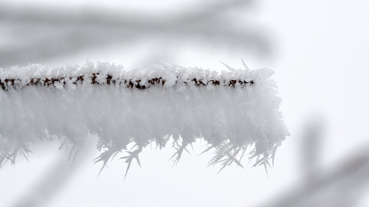 eiskristalle winter fence free photo