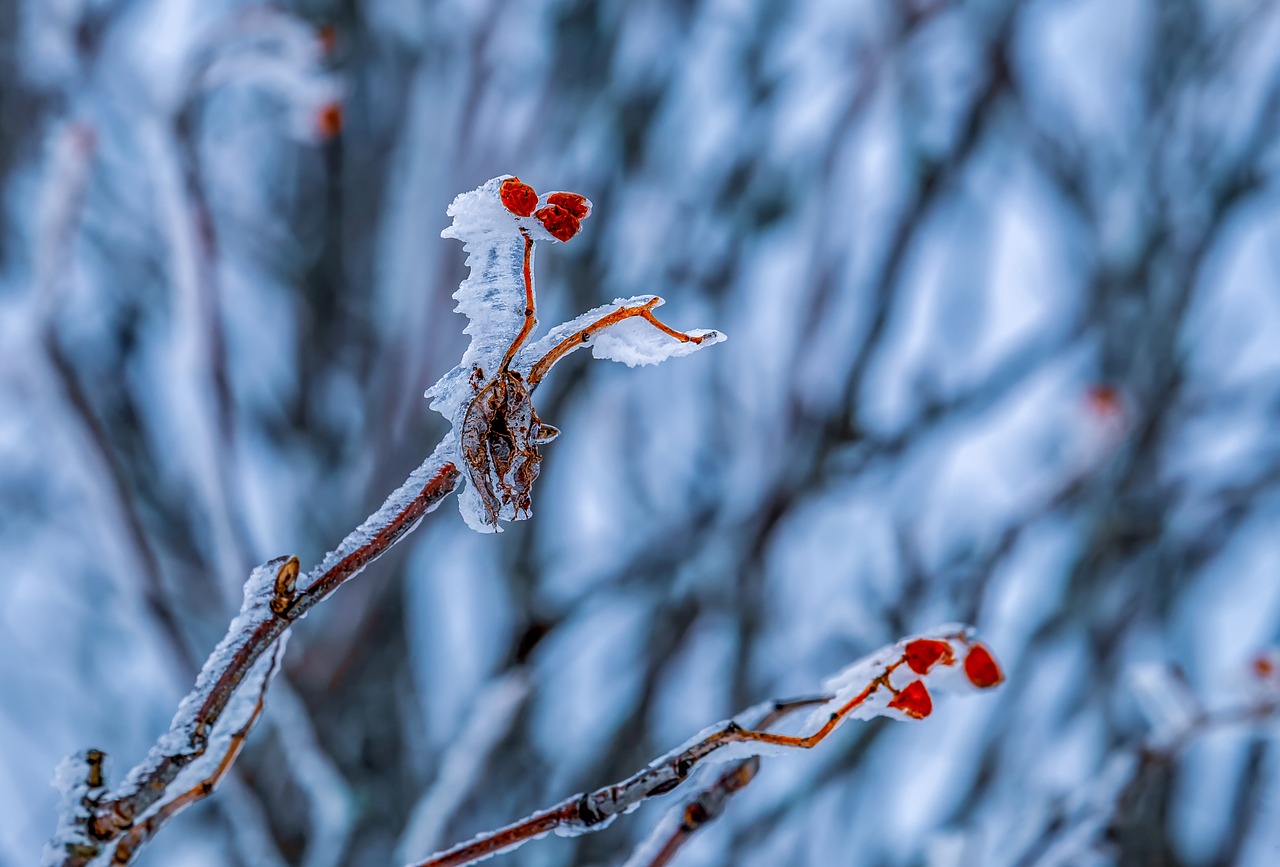 eiskristalle  frost  frozen free photo