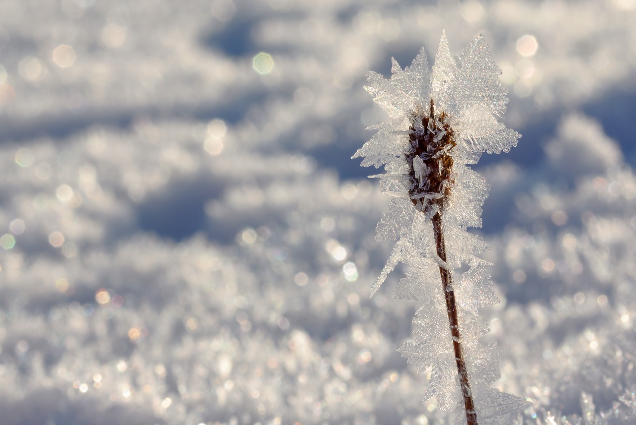 eiskristalle  plantain  snow free photo