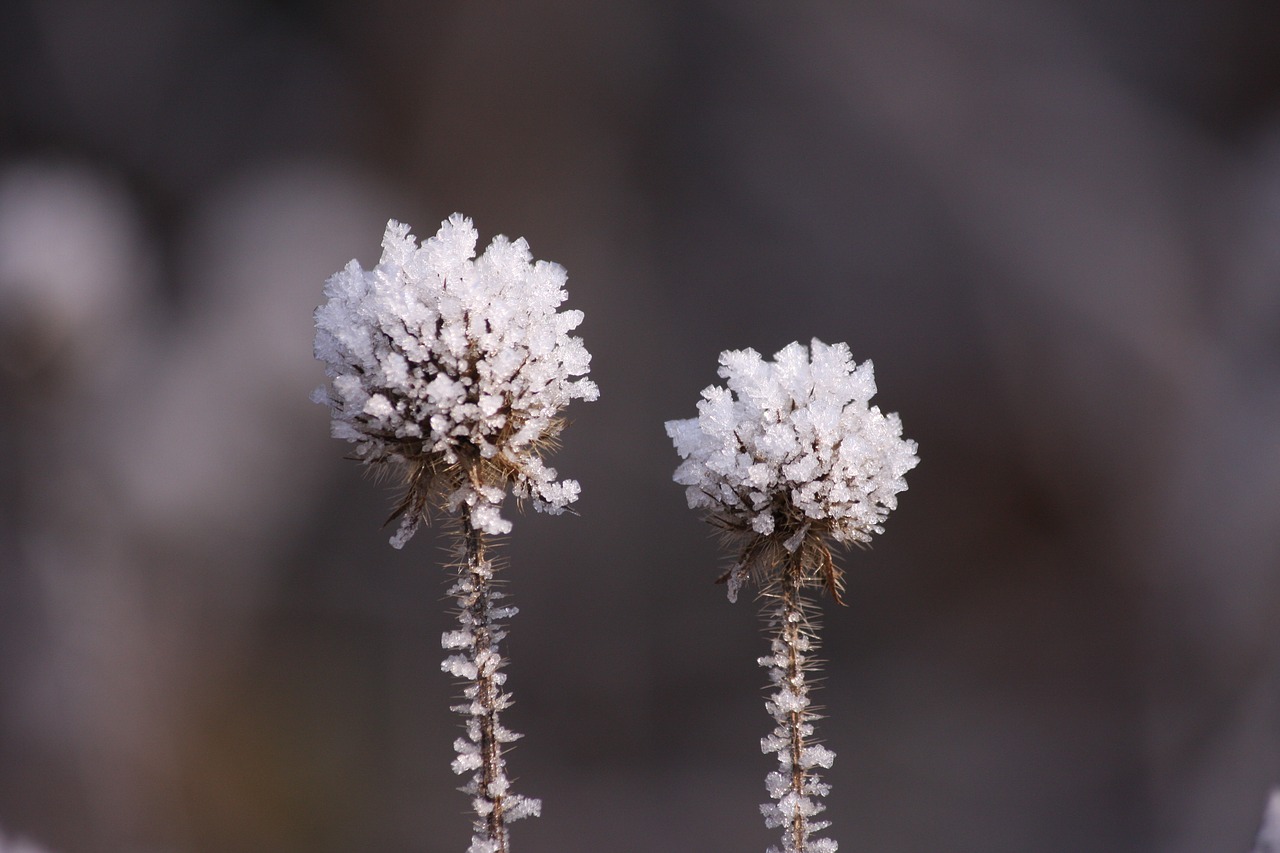 eiskristalle  snow  winter free photo