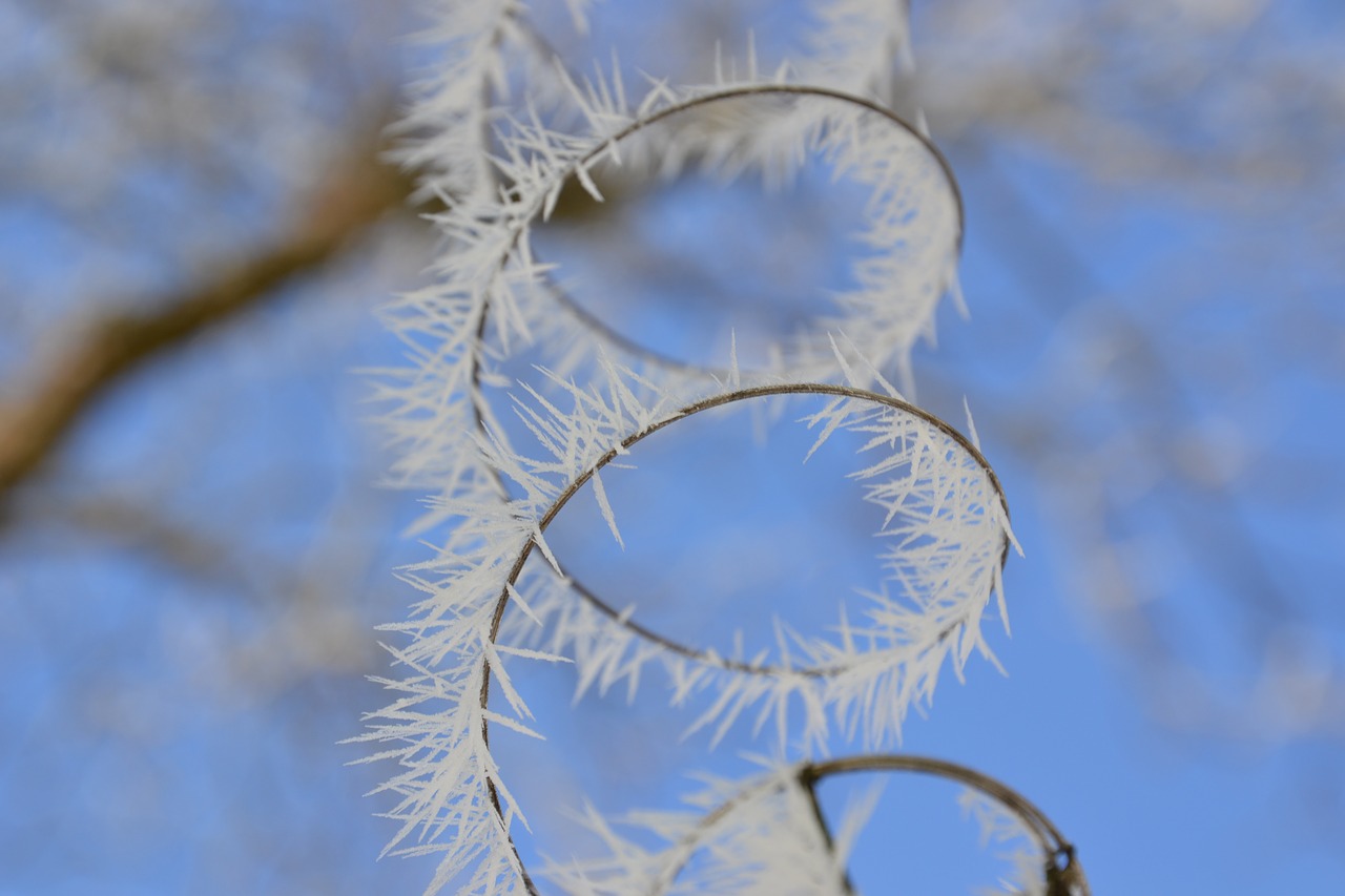 eiskristalle  frost  winter free photo