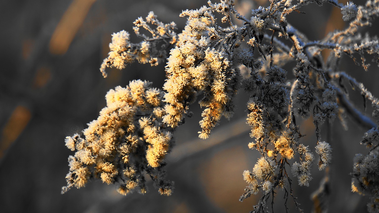 eiskristalle  winter  nature free photo