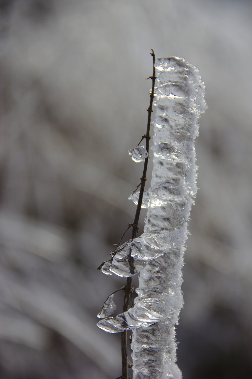 eisraupe ice on the branch iced free photo