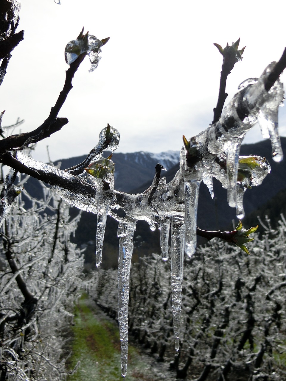 eiswein  vreisen  vineyard free photo