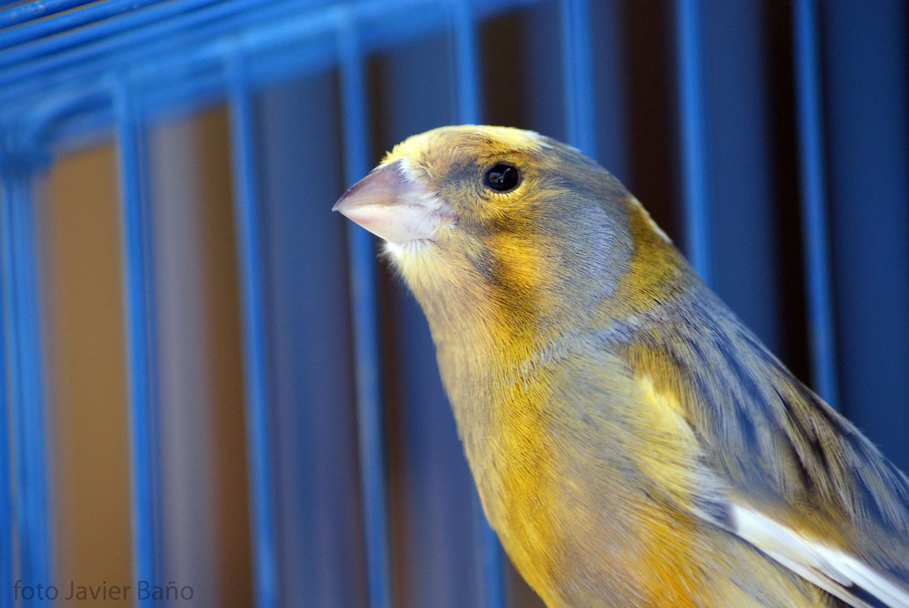 bird canary canary free photo