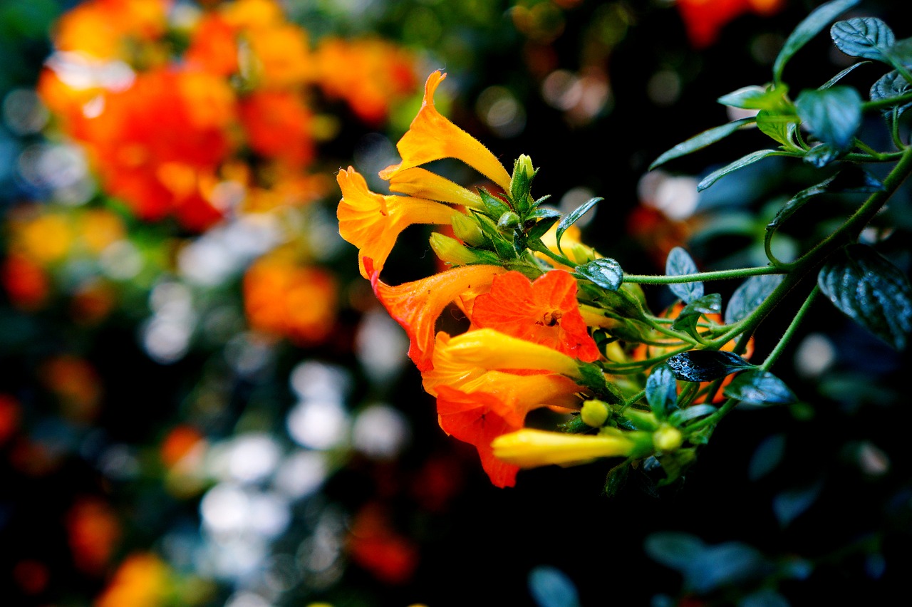 el salvador nature flowers free photo