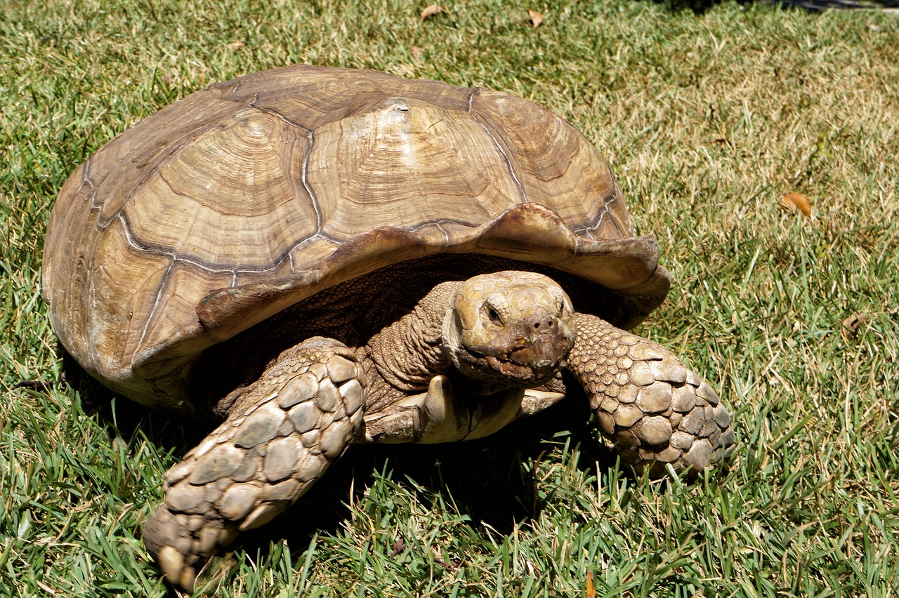 el salvador zoo wild life free photo