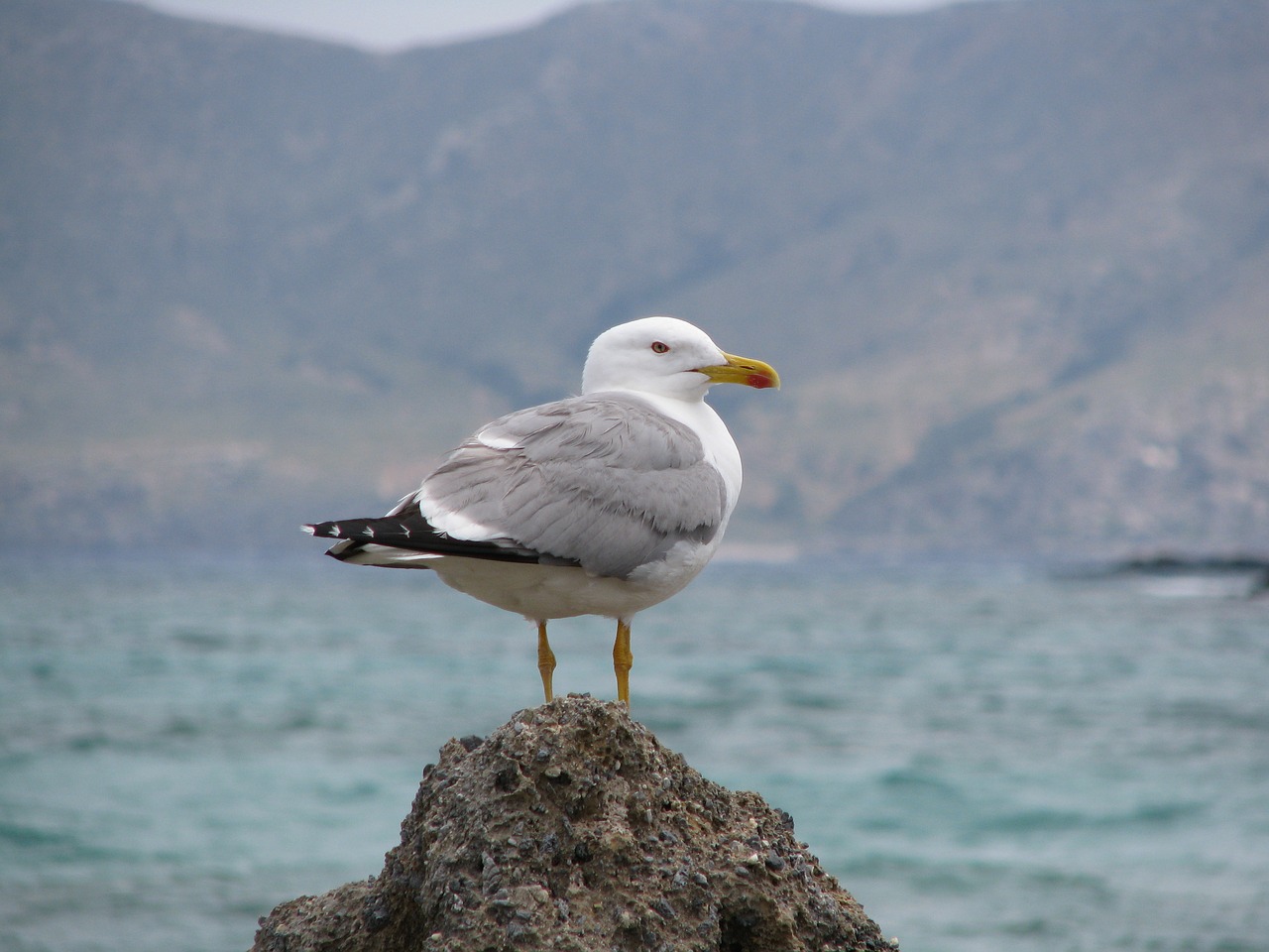 elafonissi crete greece free photo