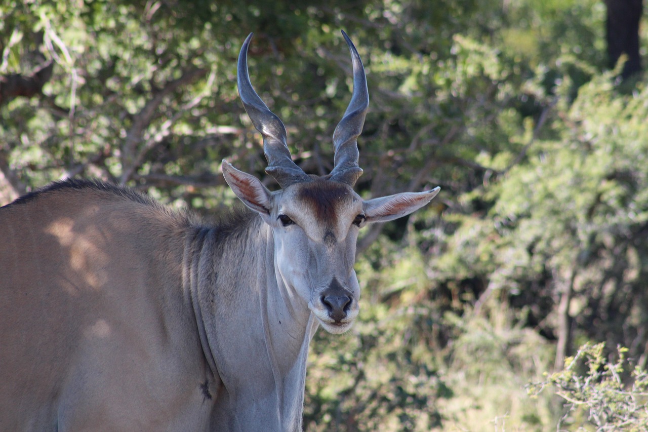 eland buck wildlife free photo