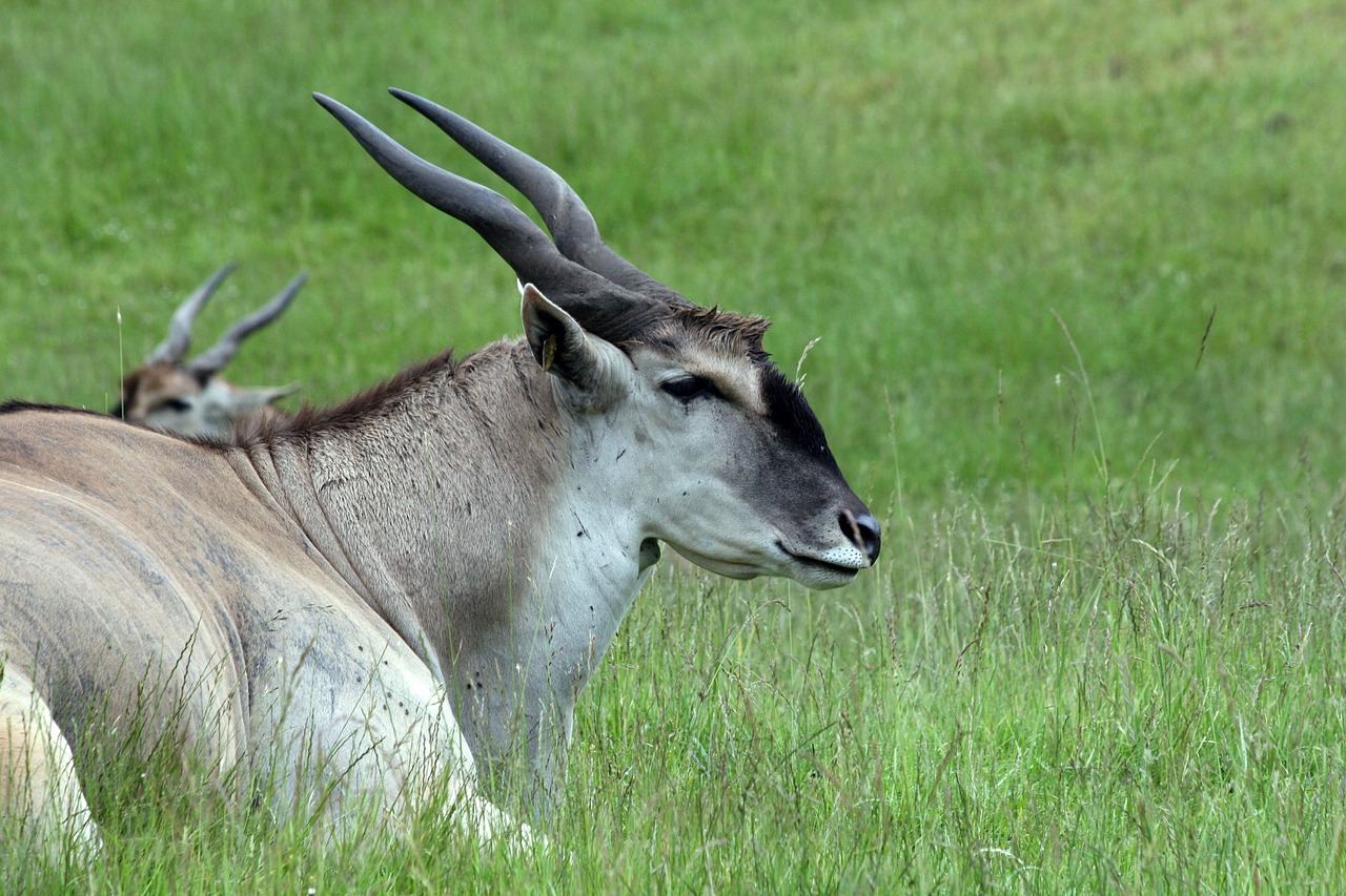 eland deer antelope free photo
