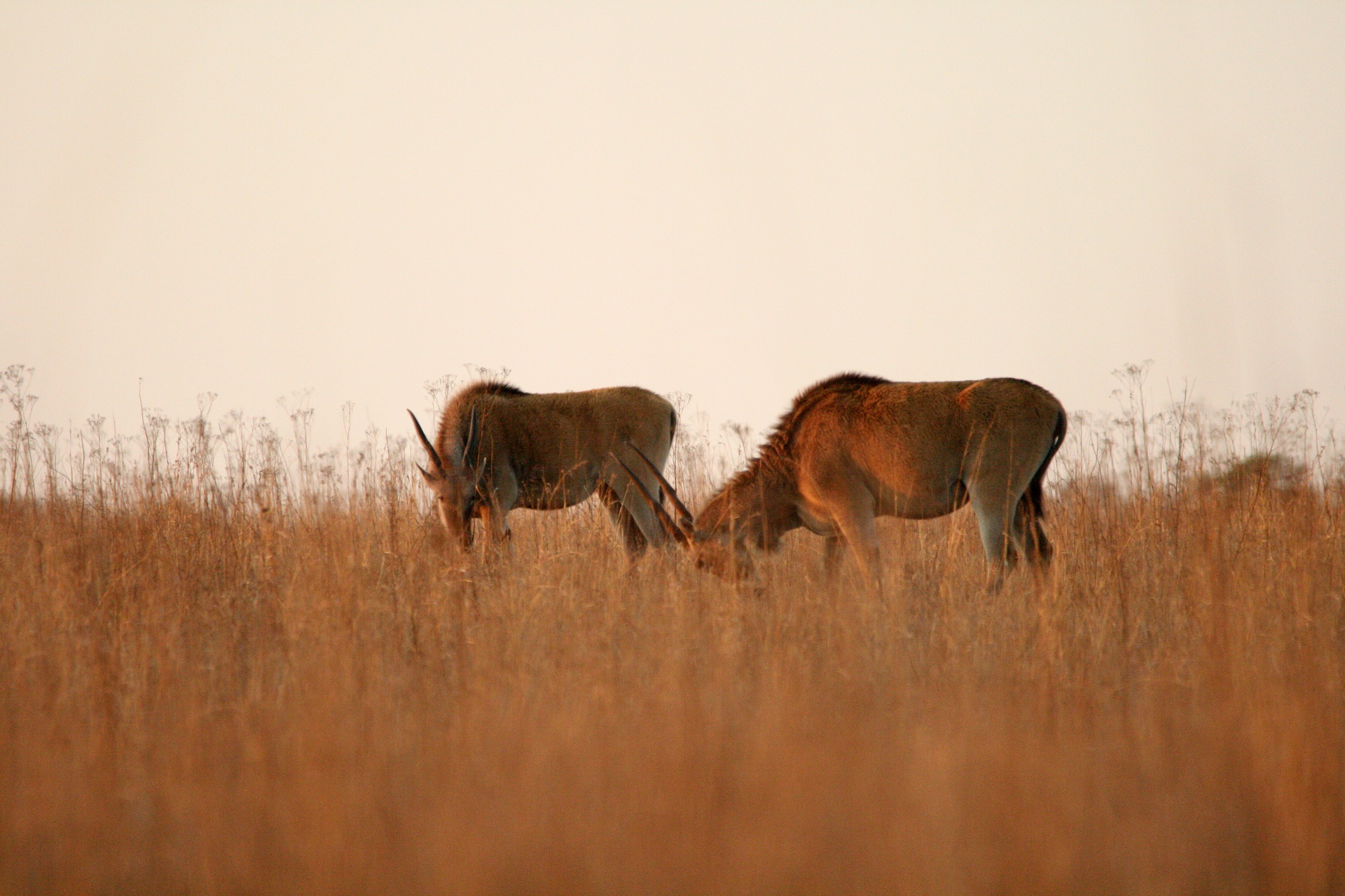 buck eland antelope free photo