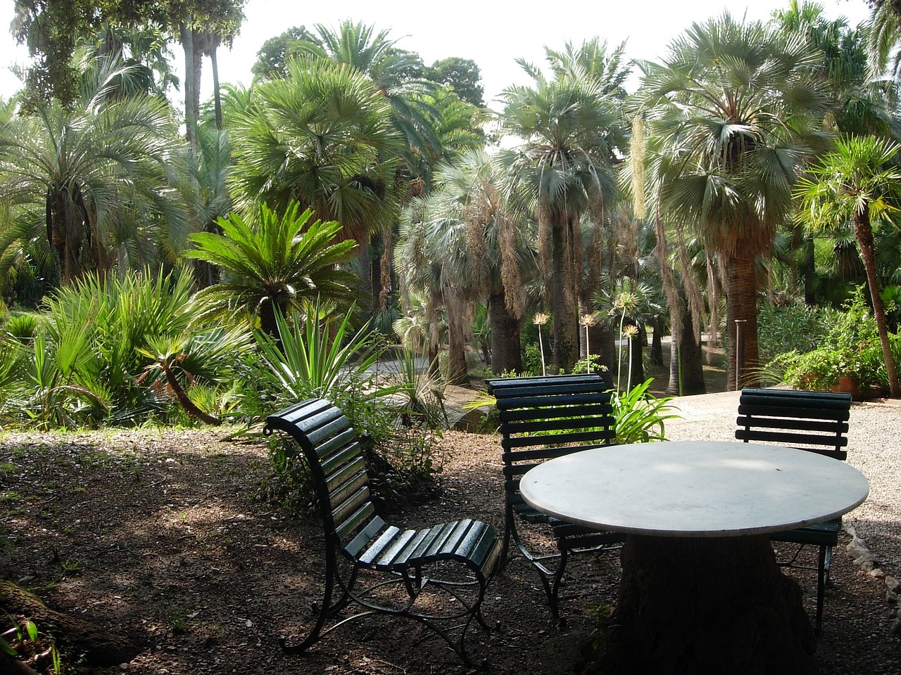 elba palm garden trees free photo