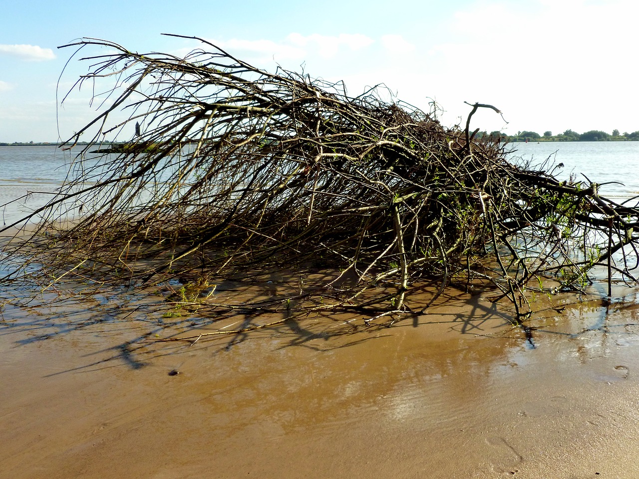 elbe elbe beach nature free photo