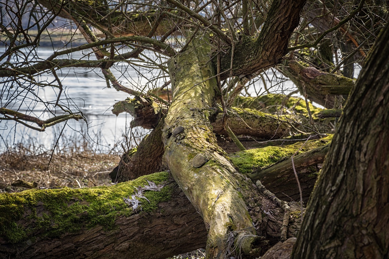 elbe elbufer river free photo