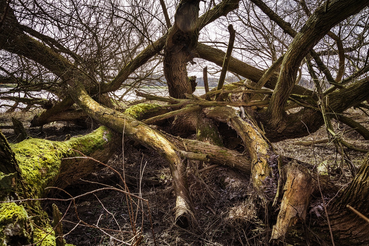 elbe elbufer river free photo